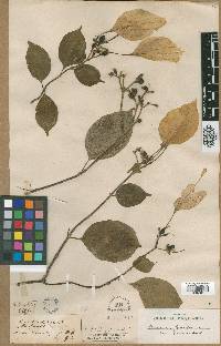 Media resource of Mussaenda glabrata