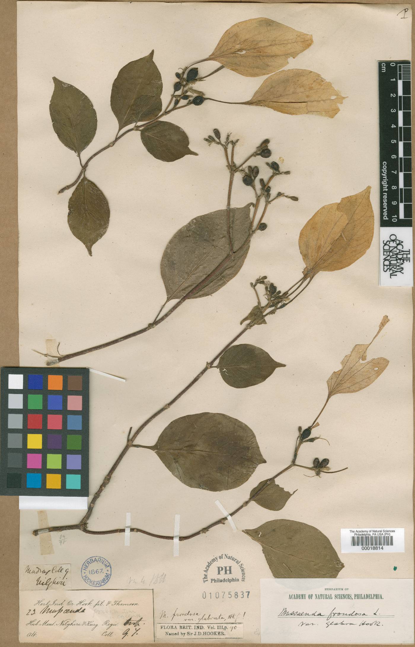 Mussaenda glabrata image