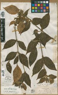 Mussaenda frondosa image