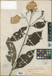 Mussaenda laxiflora image