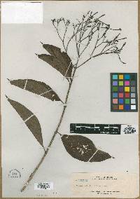 Mussaenda laxiflora image