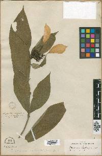 Mussaenda roxburghii image