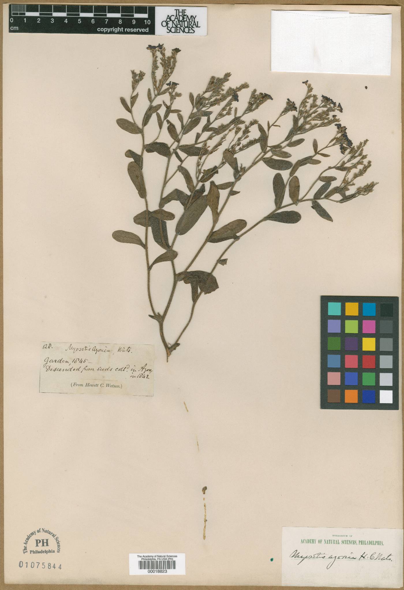 Myosotis azorica image