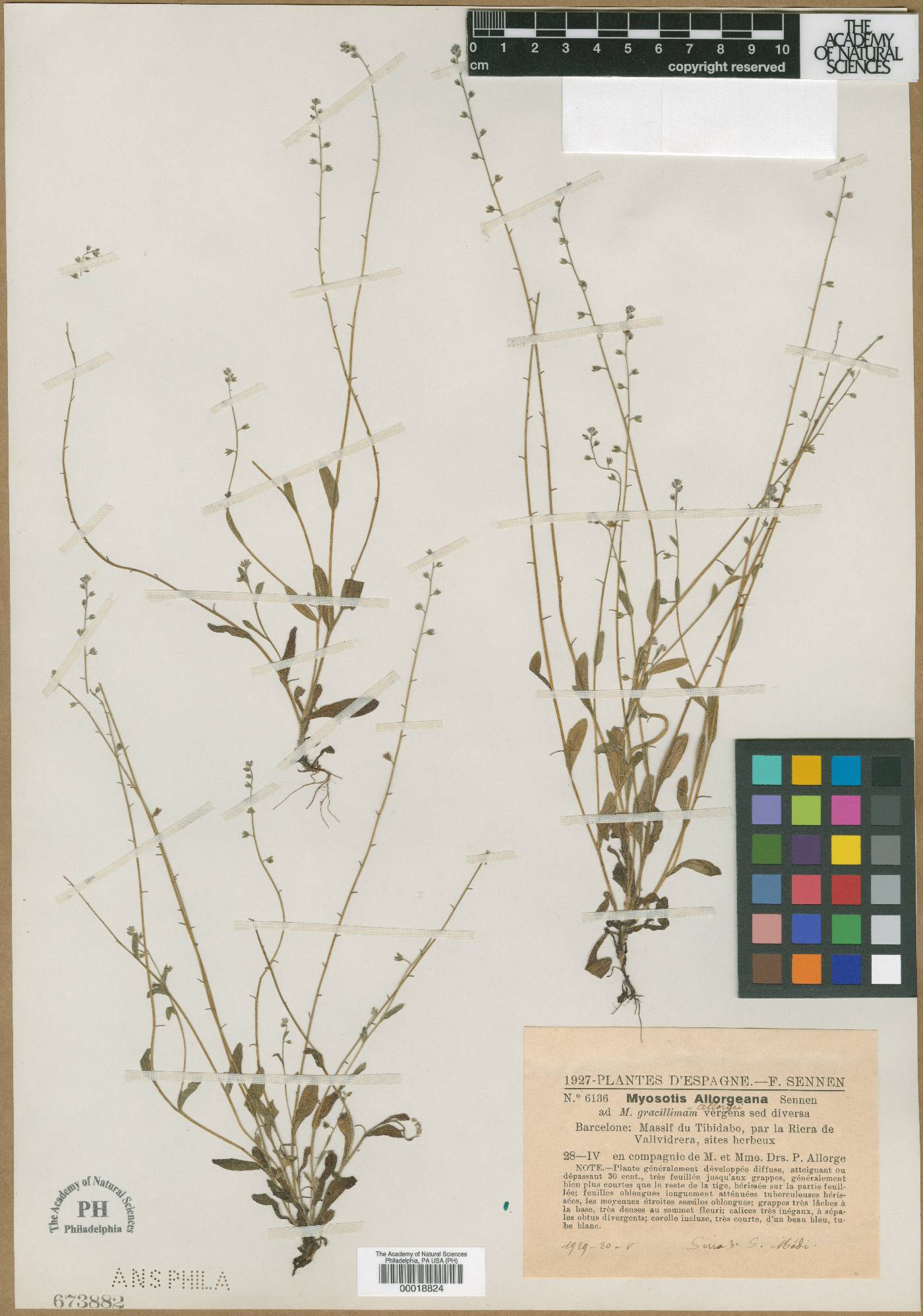 Myosotis ramosissima image