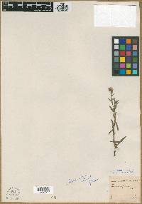 Plagiobothrys fulvus image