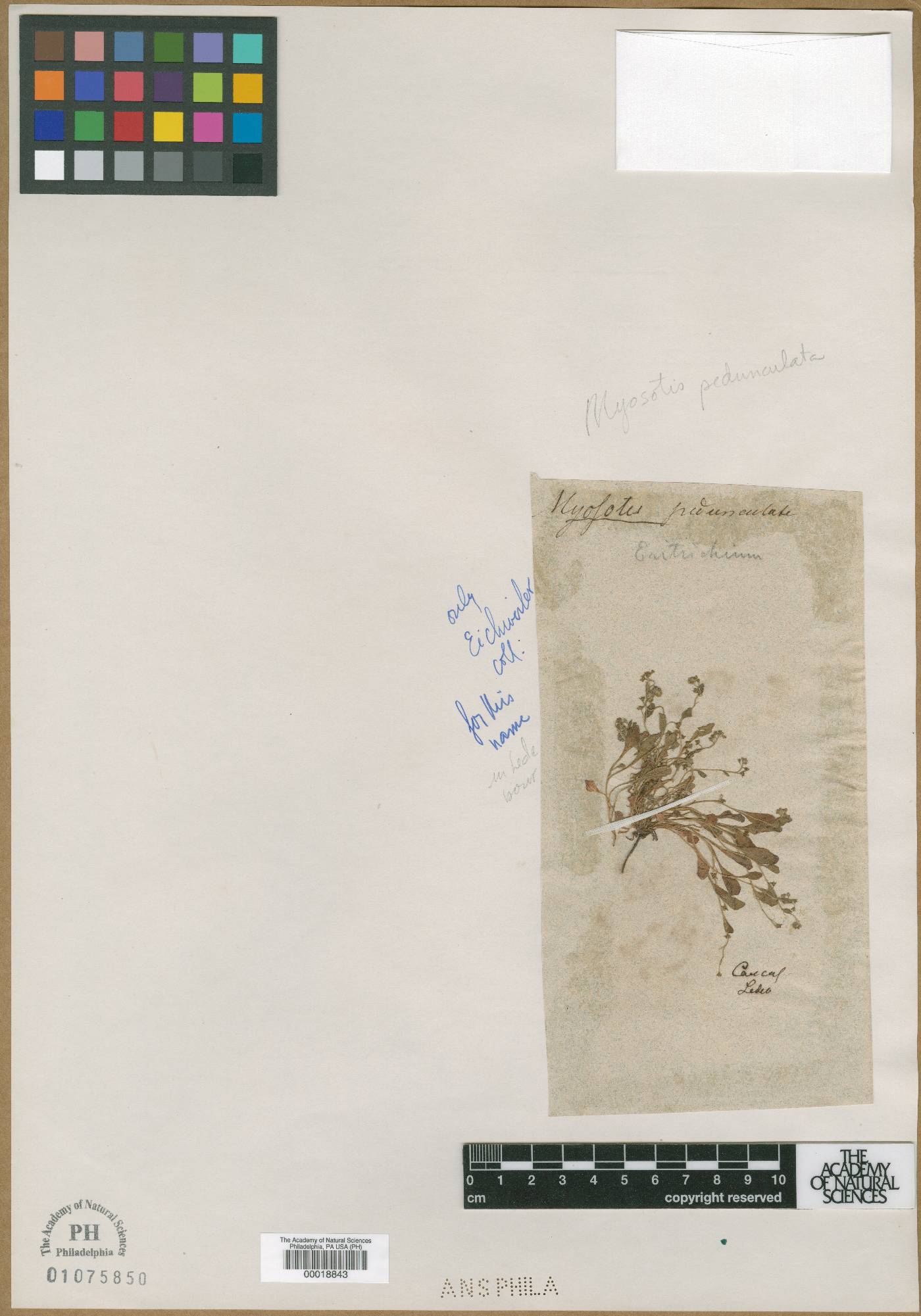 Trigonotis peduncularis image