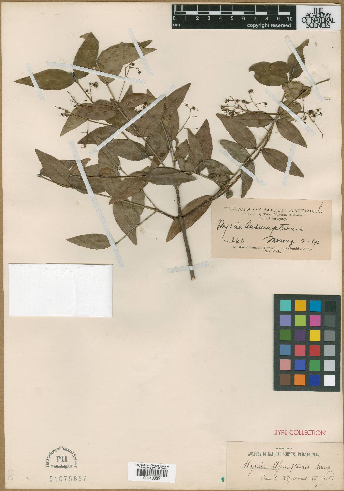 Myrcia laruotteana var. paraguayensis image