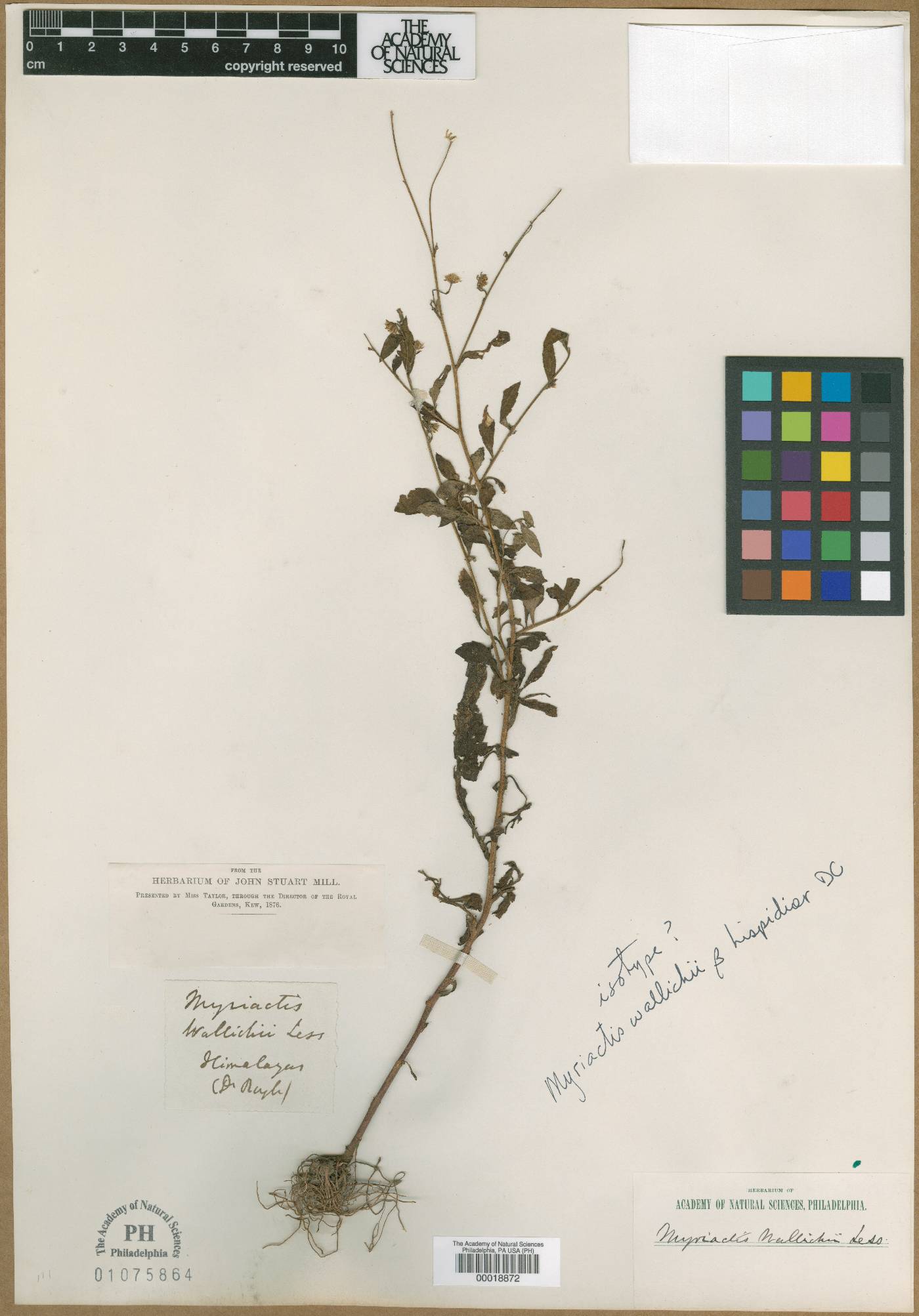 Myriactis image