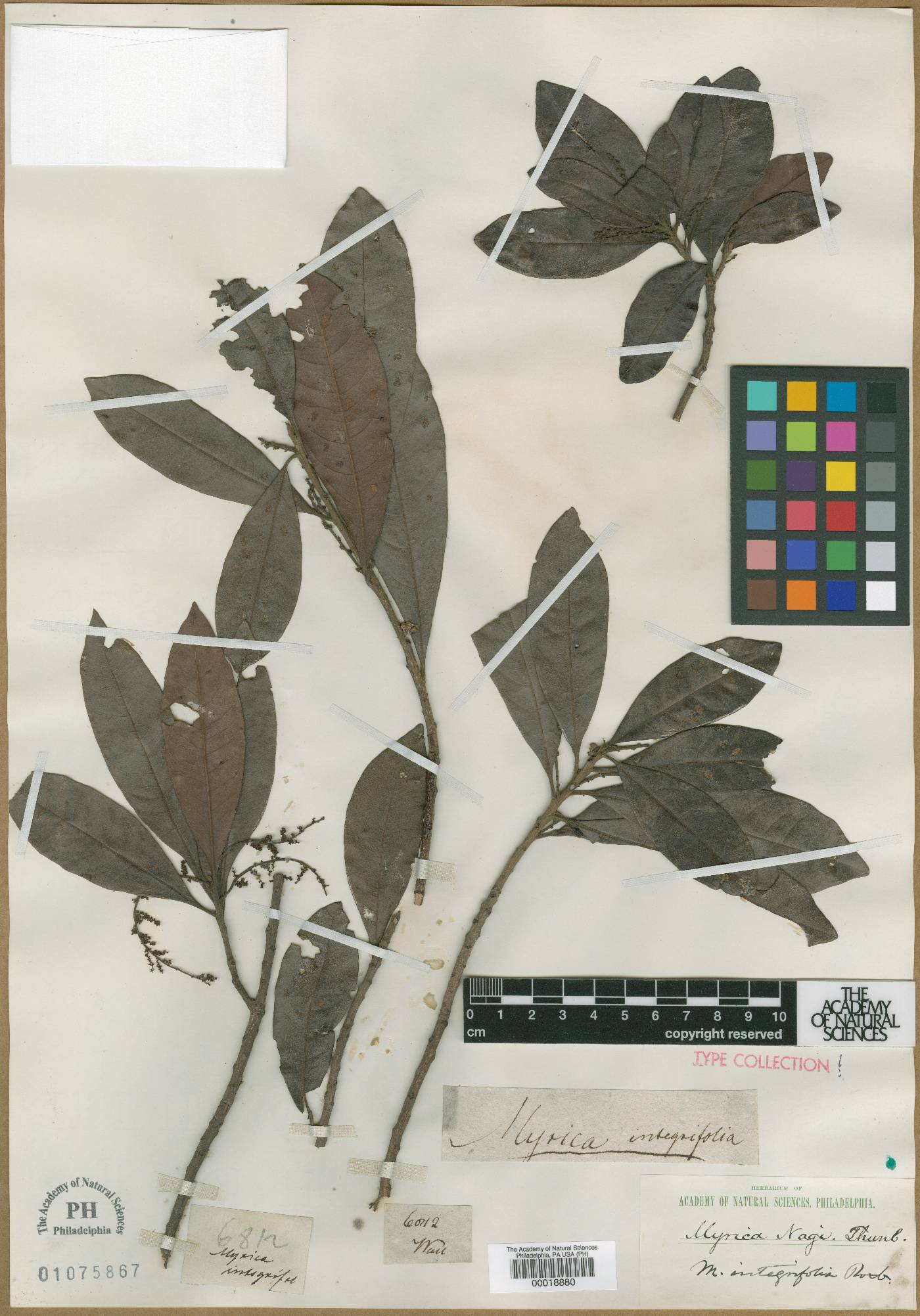 Morella integrifolia image