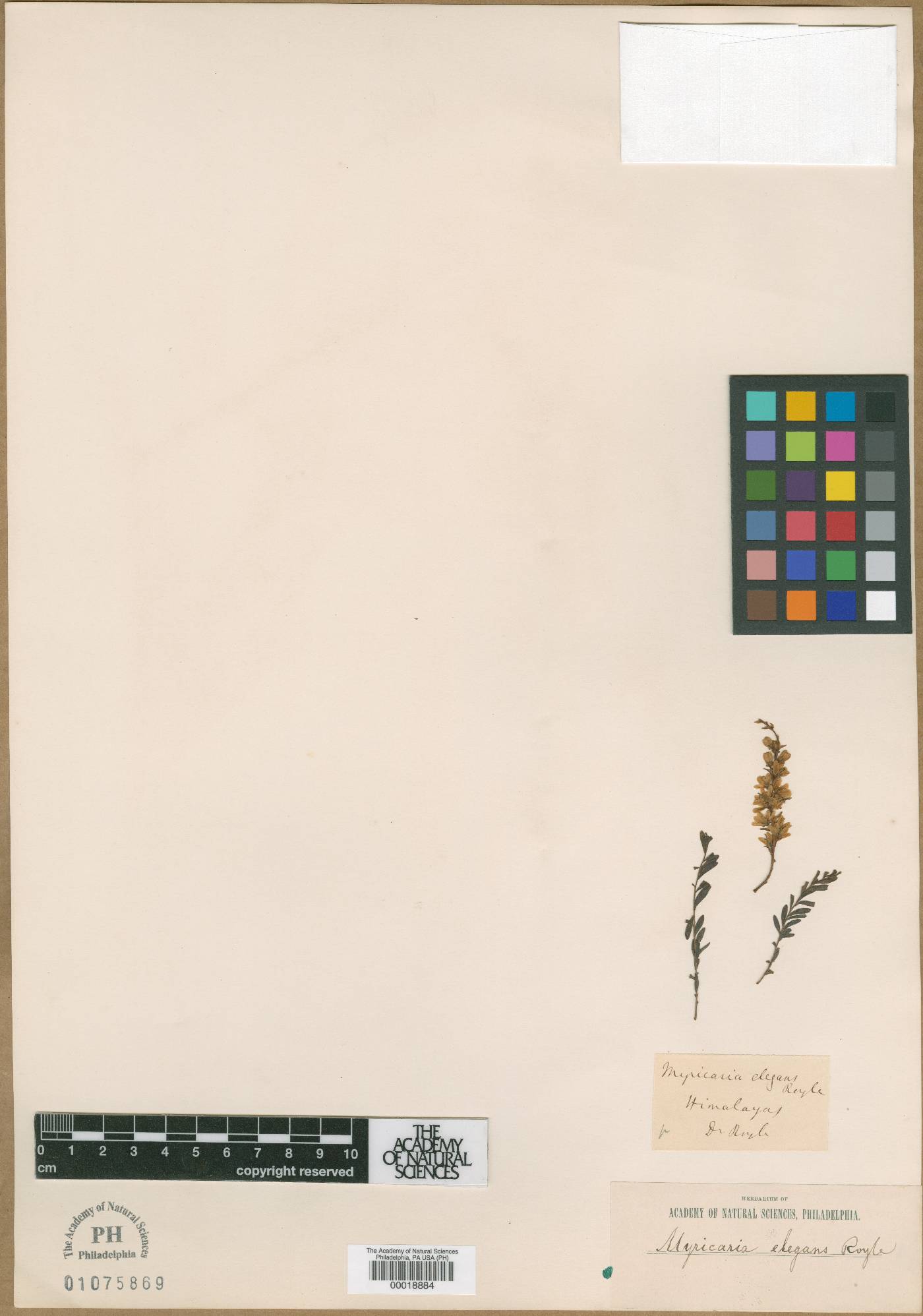 Myrtama elegans image