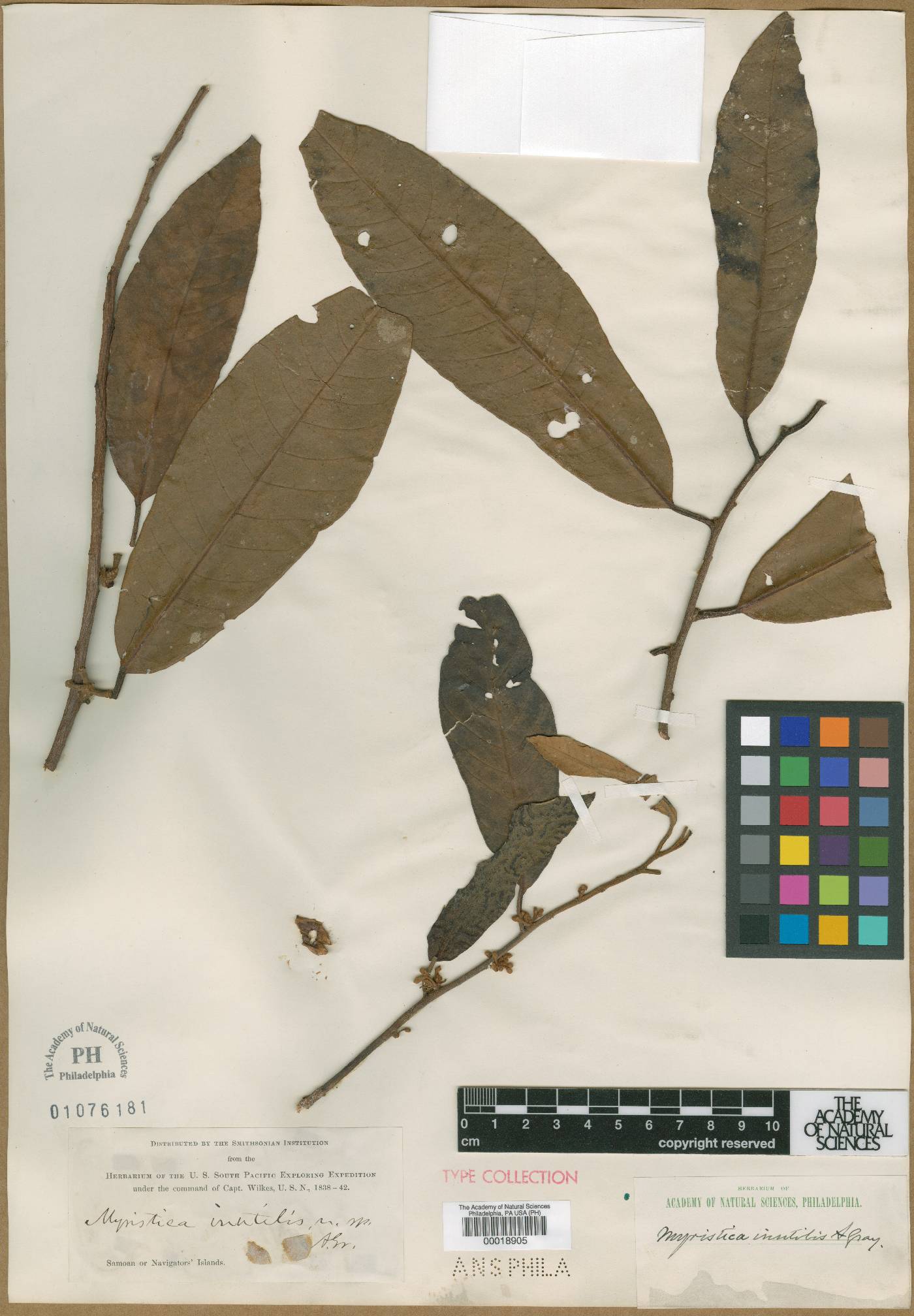 Myristica inutilis image
