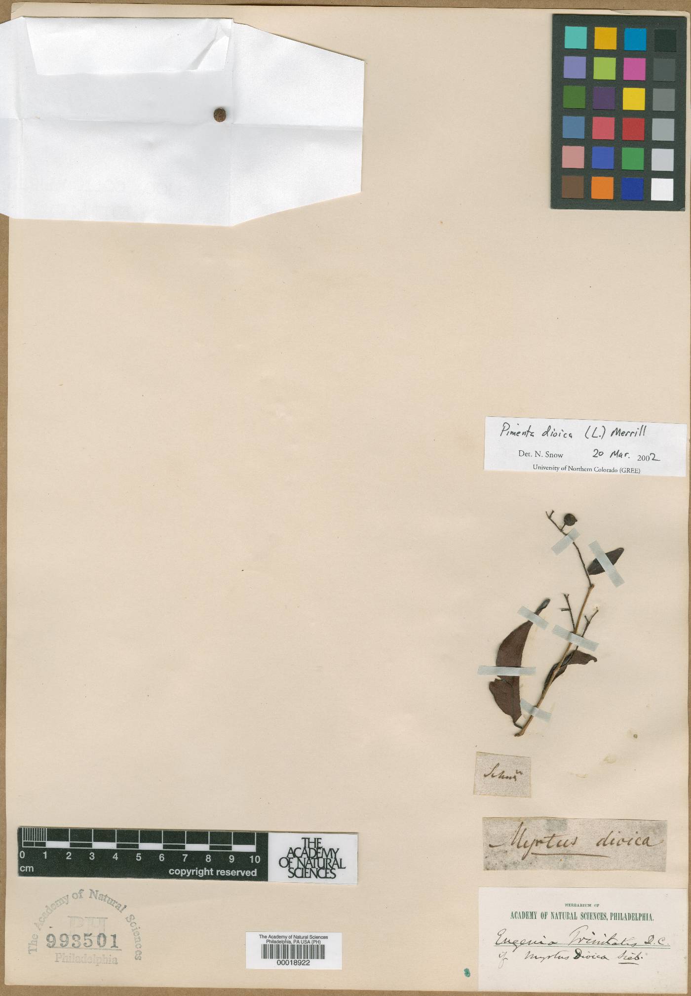 Myrtus dioica image