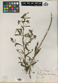 Image of Nama longifolia