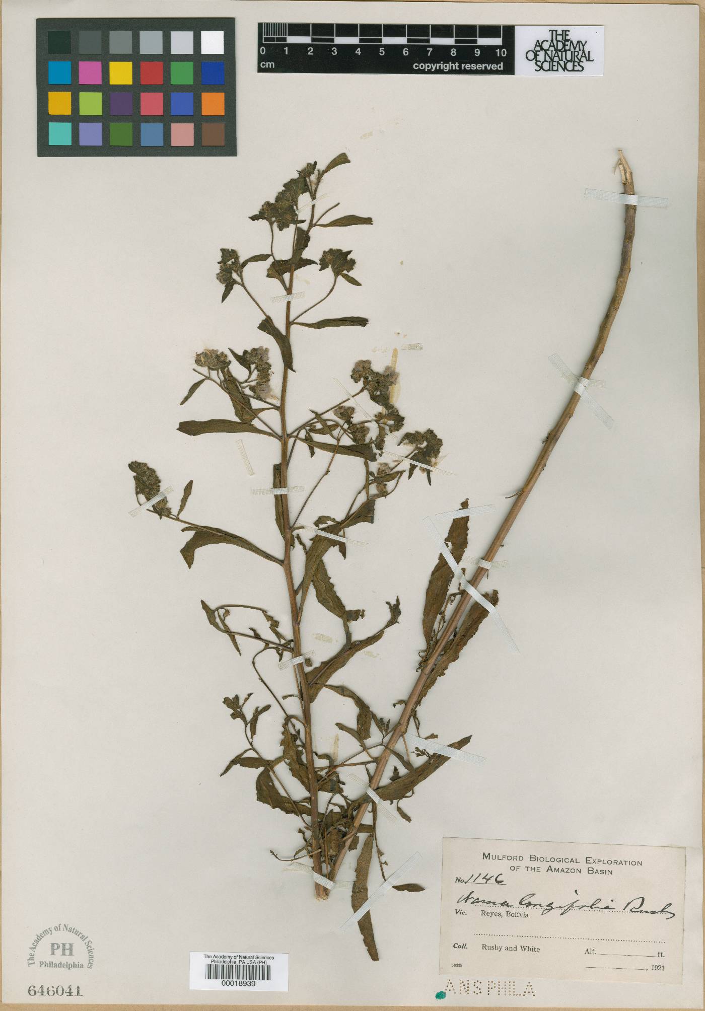 Nama longifolia image