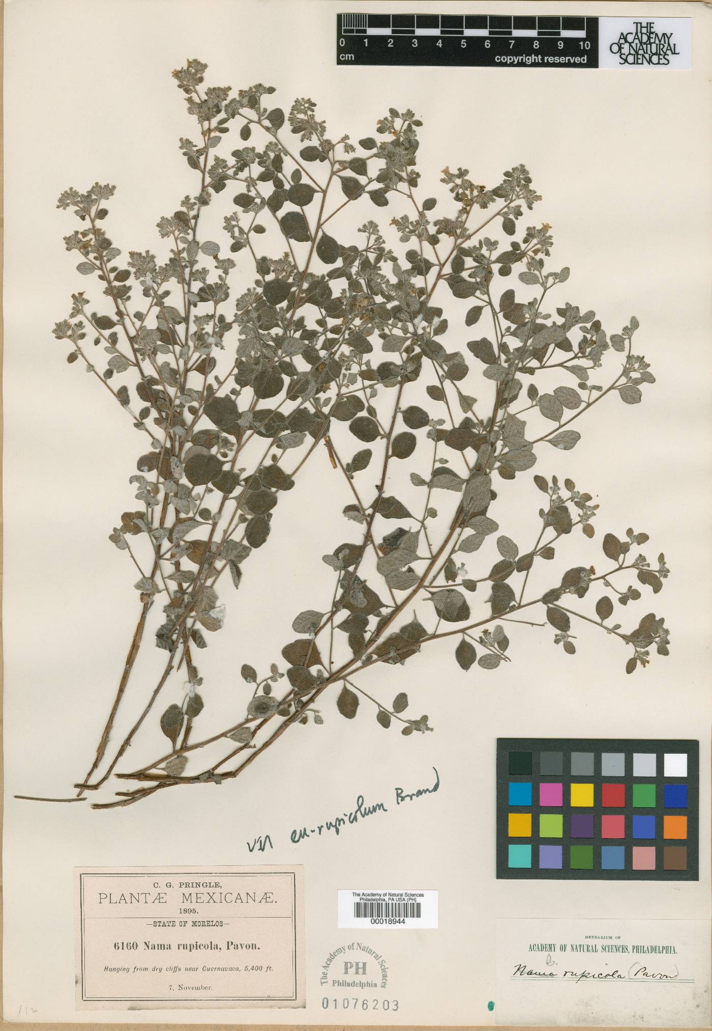 Nama origanifolium image