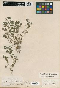 Nama origanifolium image