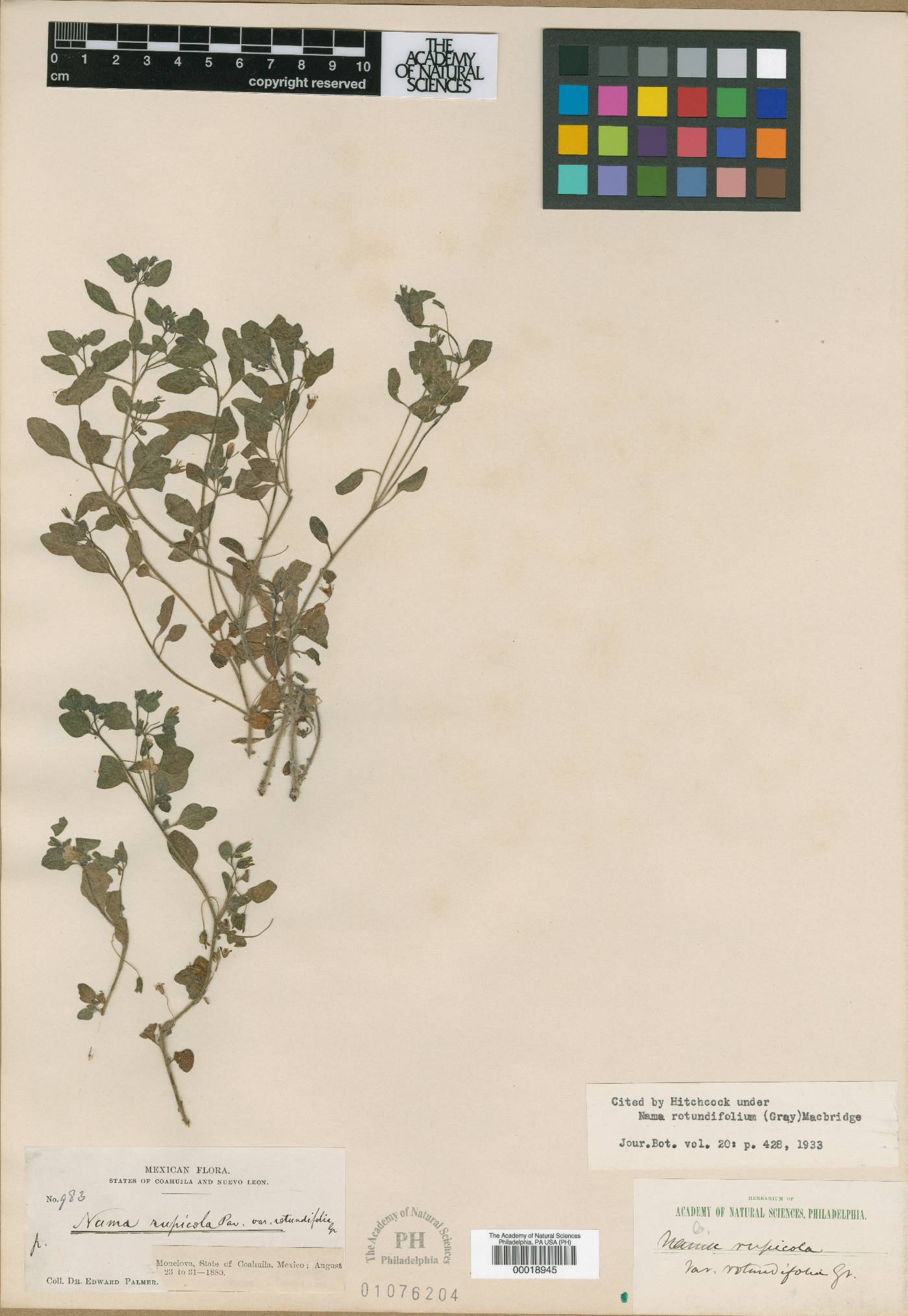 Nama origanifolium image