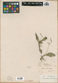 Media resource of Napeanthus andinus