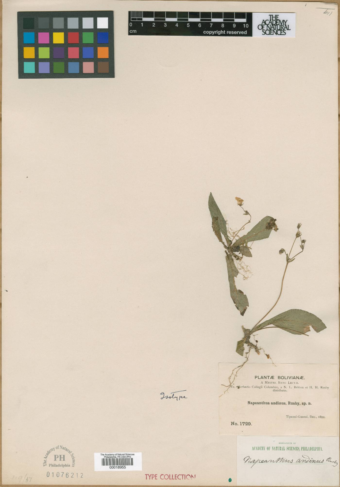 Napeanthus andinus image