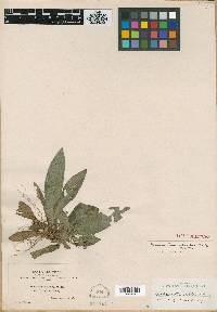Media resource of Napeanthus rigidus