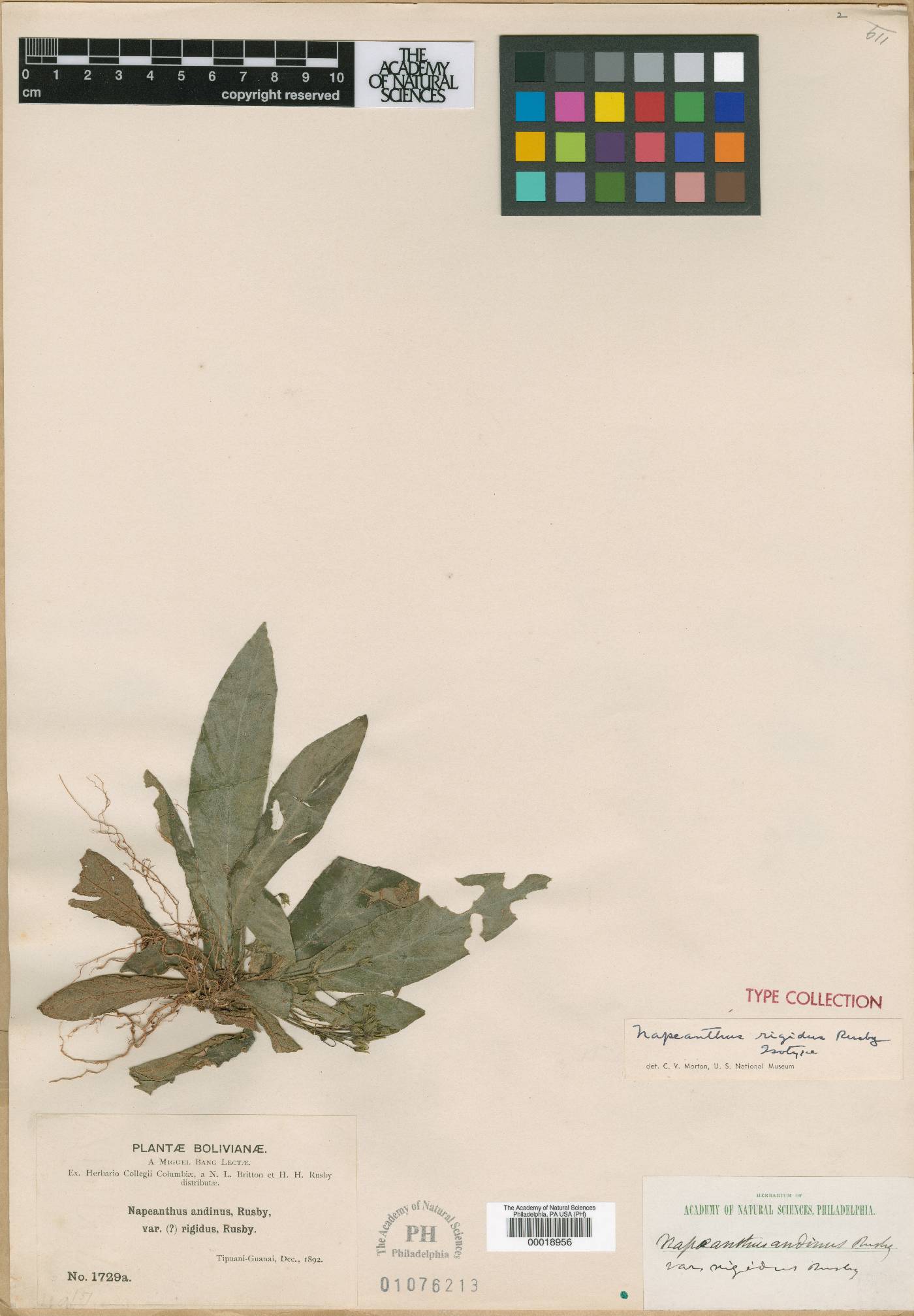 Napeanthus rigidus image