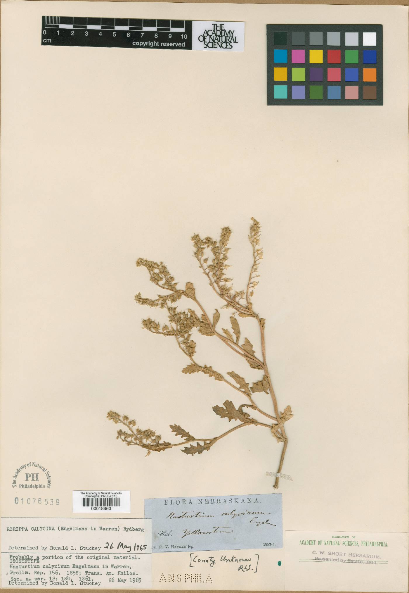 Nasturtium calycinum image