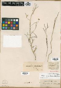 Nasturtium linifolium image