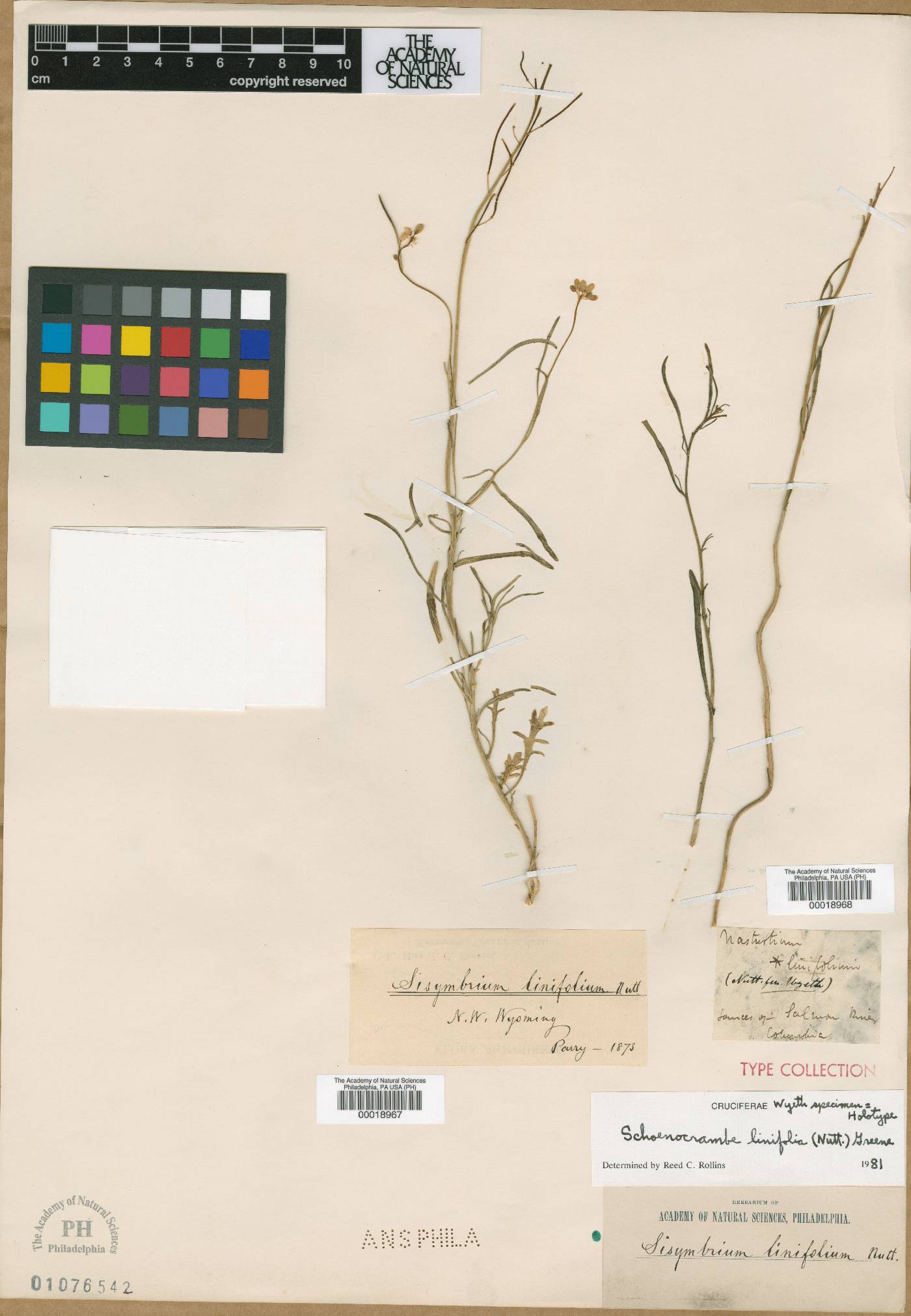 Nasturtium linifolium image