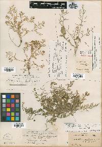 Nasturtium lyratum image