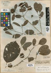 Nauclea parvifolia image