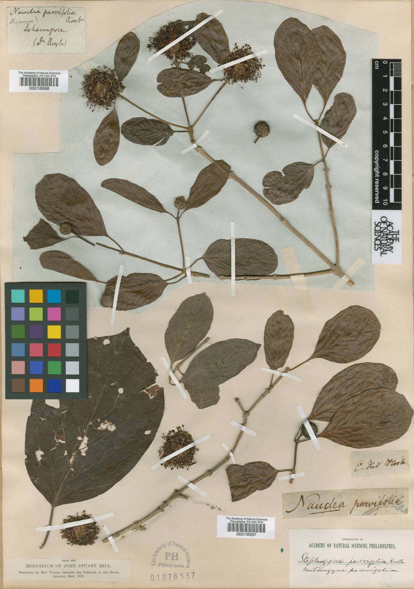 Nauclea parvifolia image