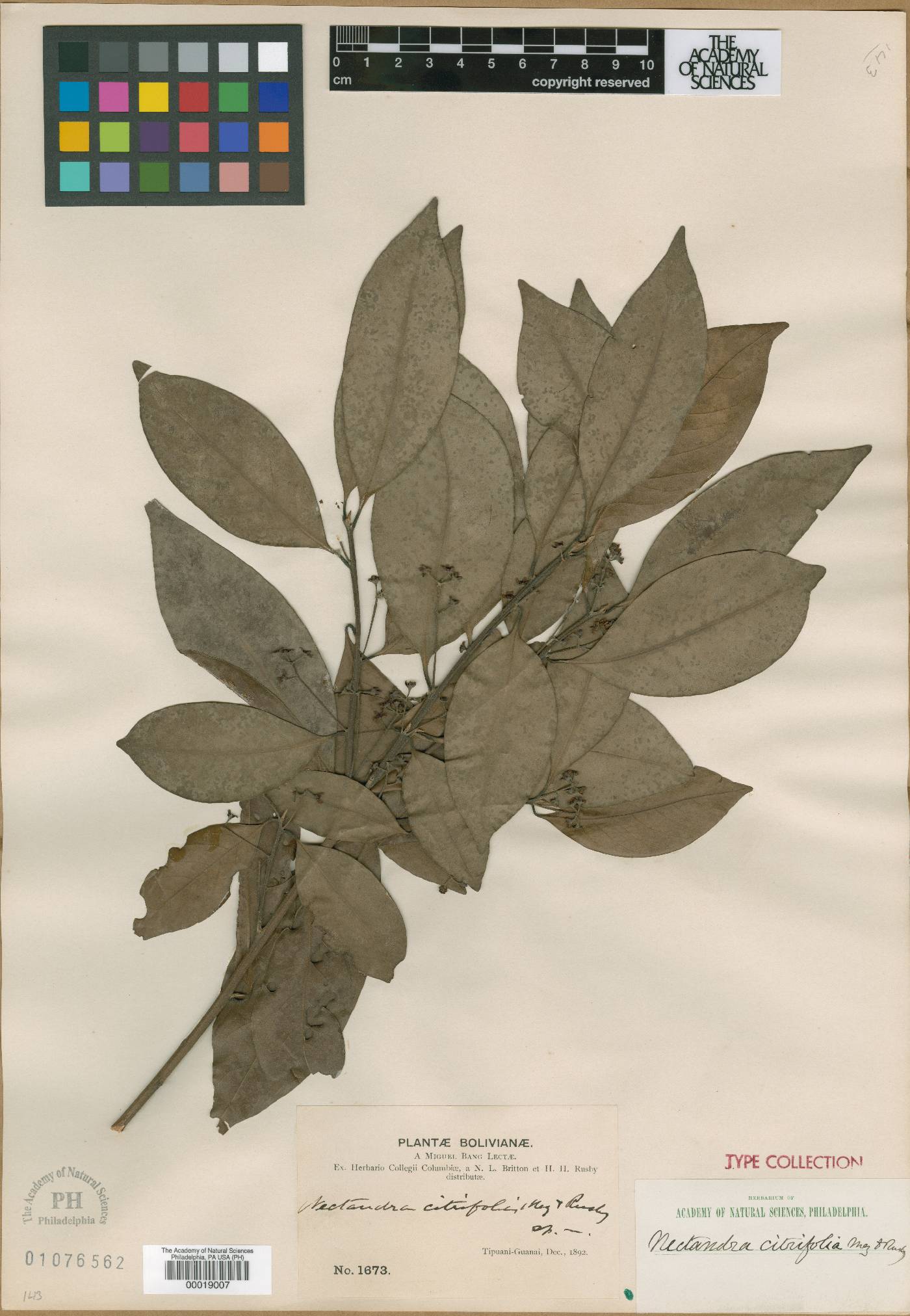 Nectandra citrifolia image