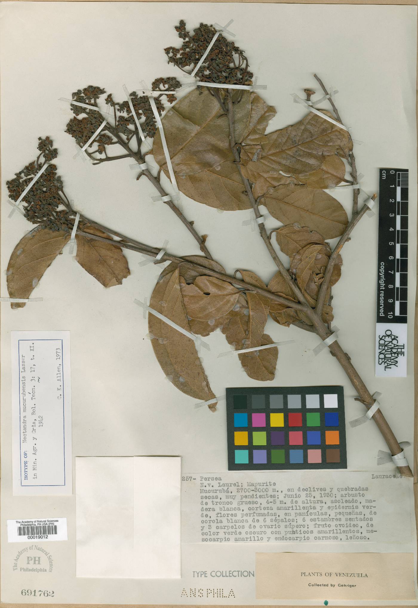 Nectandra truxillensis image