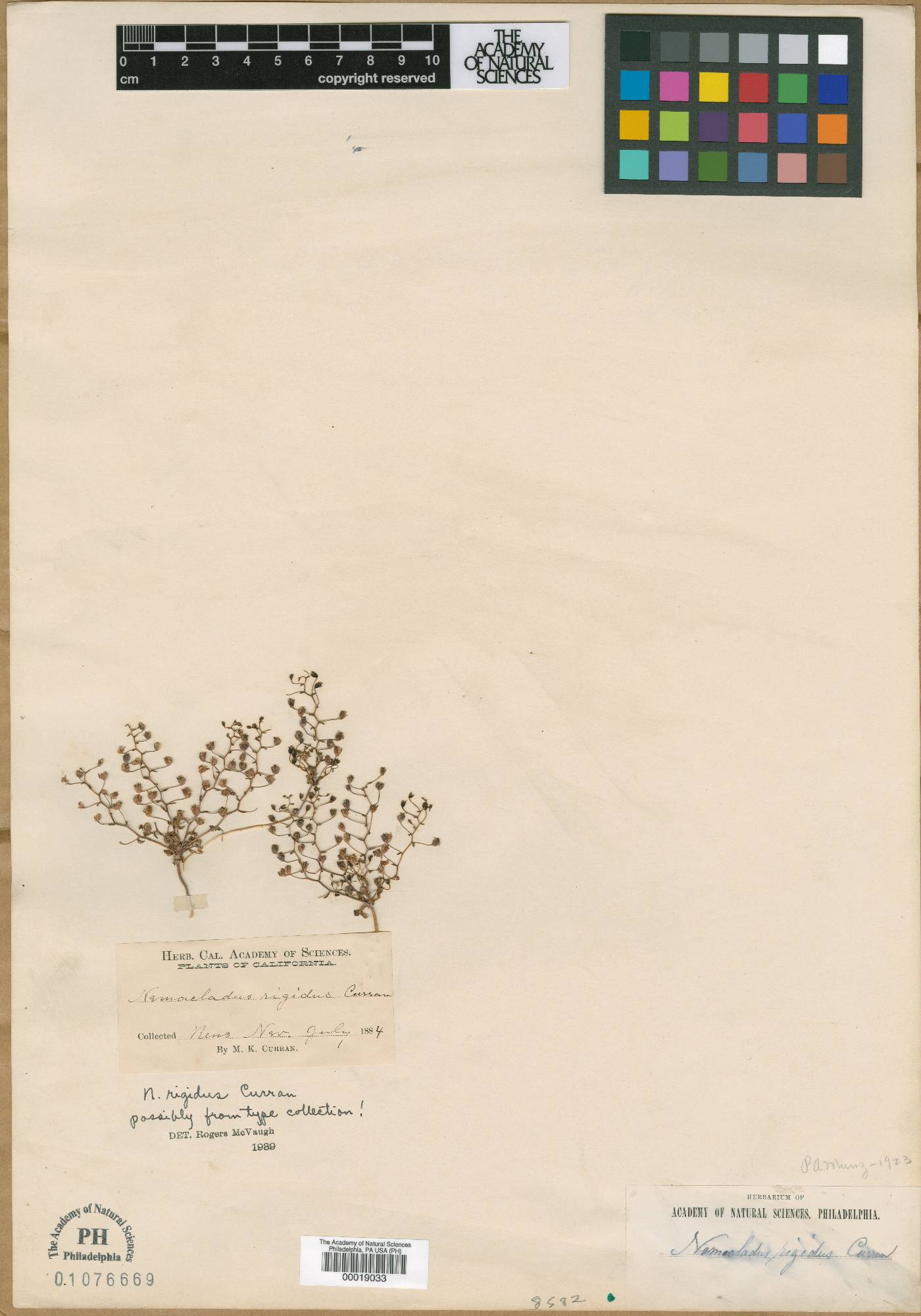 Nemacladus rigidus image