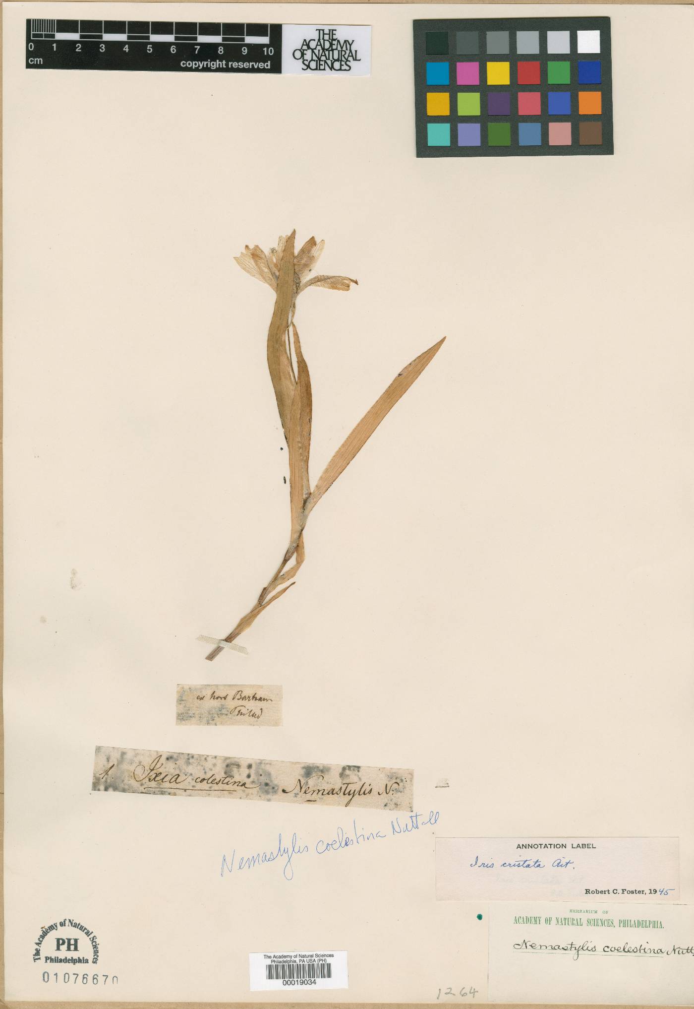 Nemastylis coelestina image