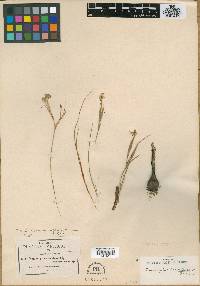 Nemastylis tenuis var. caerulescens image