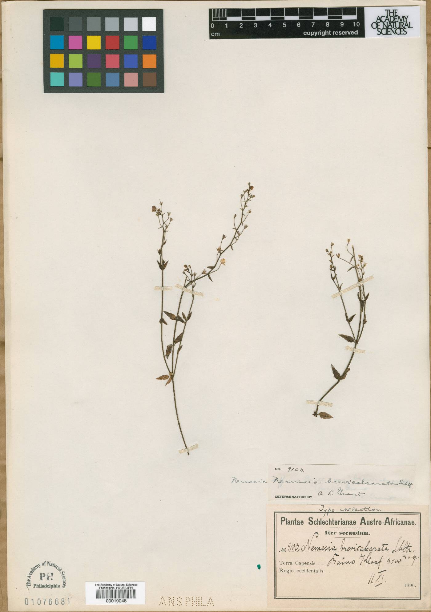 Nemesia brevicalcarata image