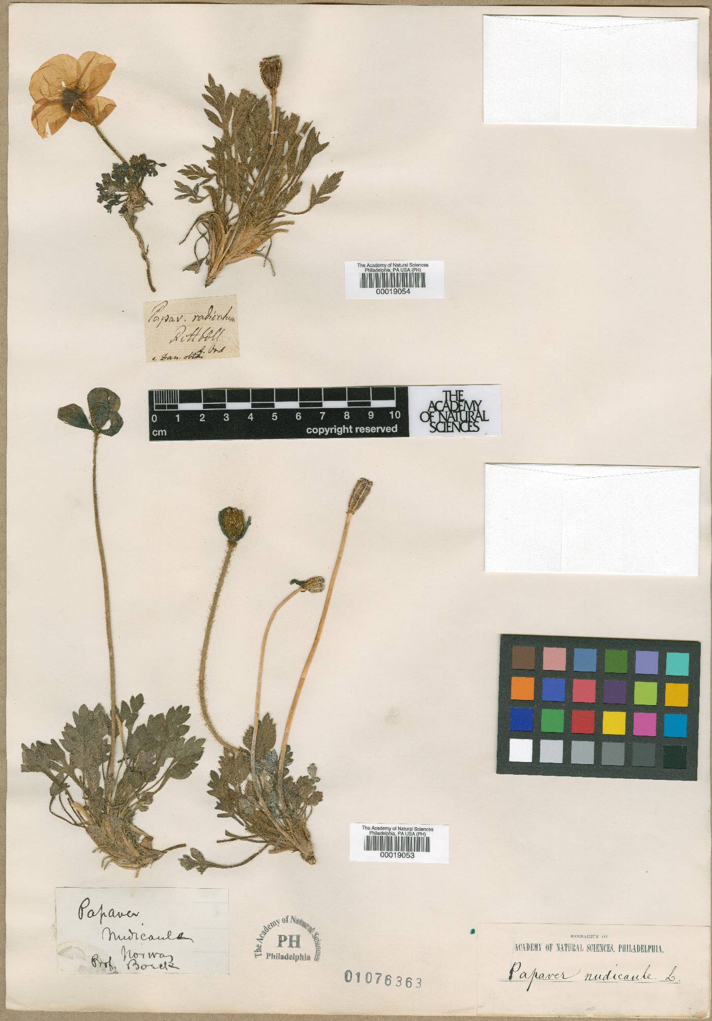 Papaver nudicaule image