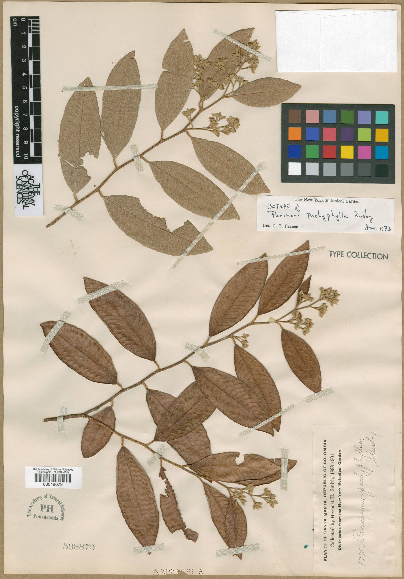 Parinari pachyphylla image