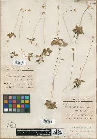 Parnassia cabulica image