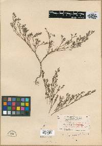 Paronychia chorizanthoides image