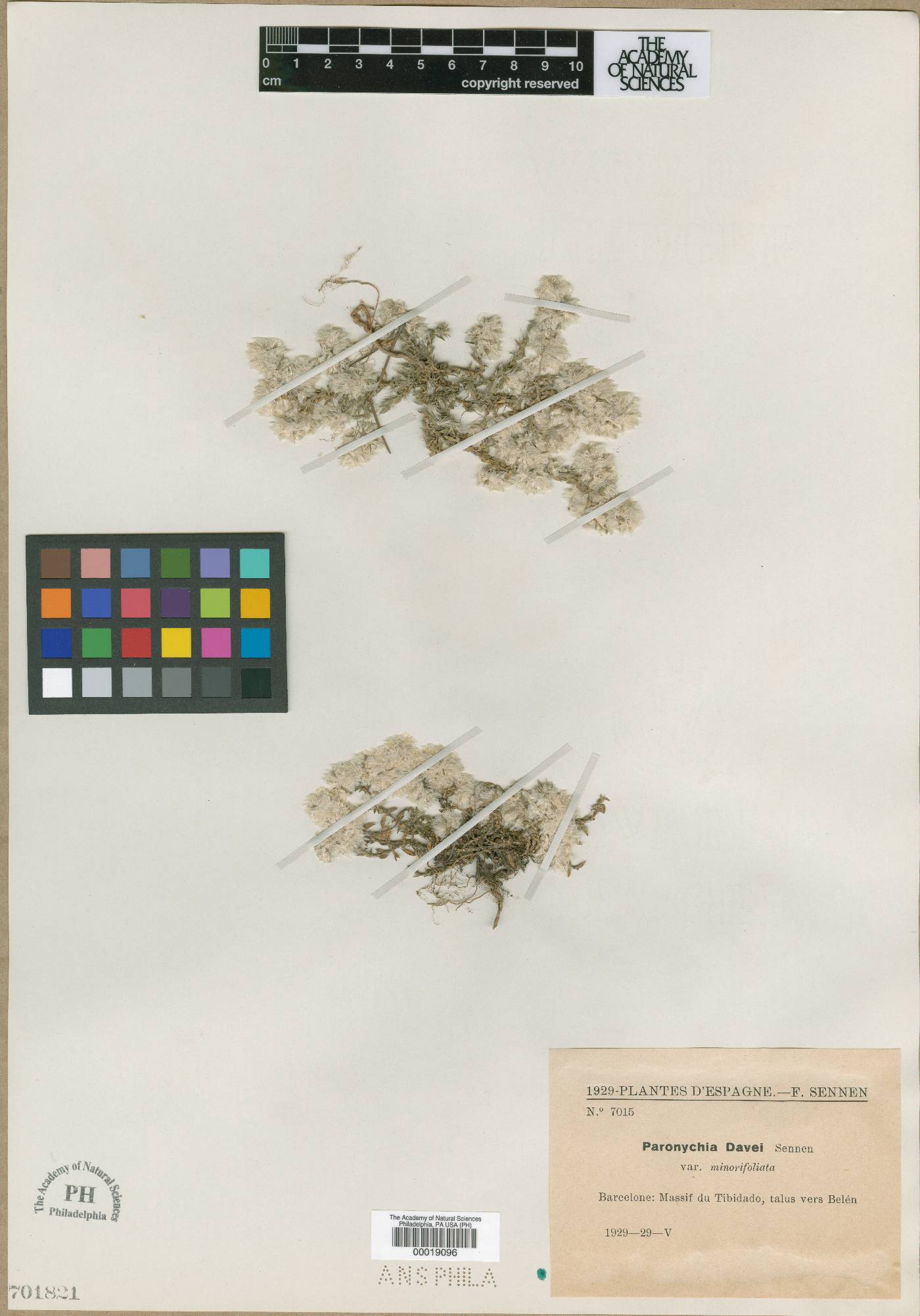 Paronychia capitata subsp. capitata image