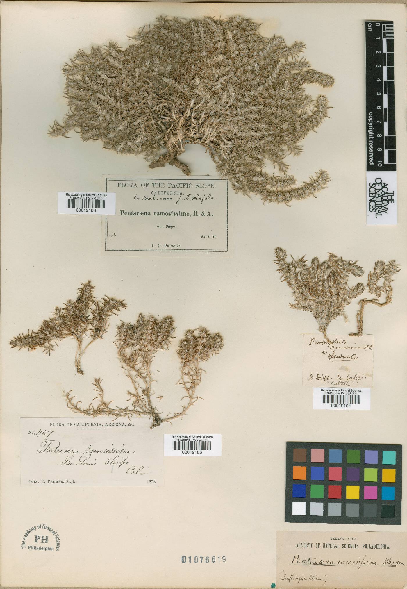 Paronychia argentea image