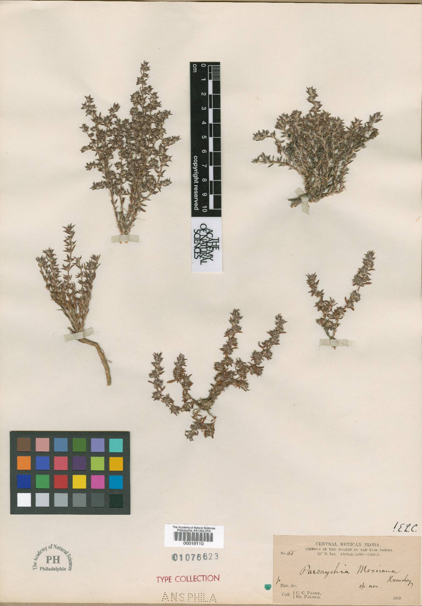 Paronychia mexicana image