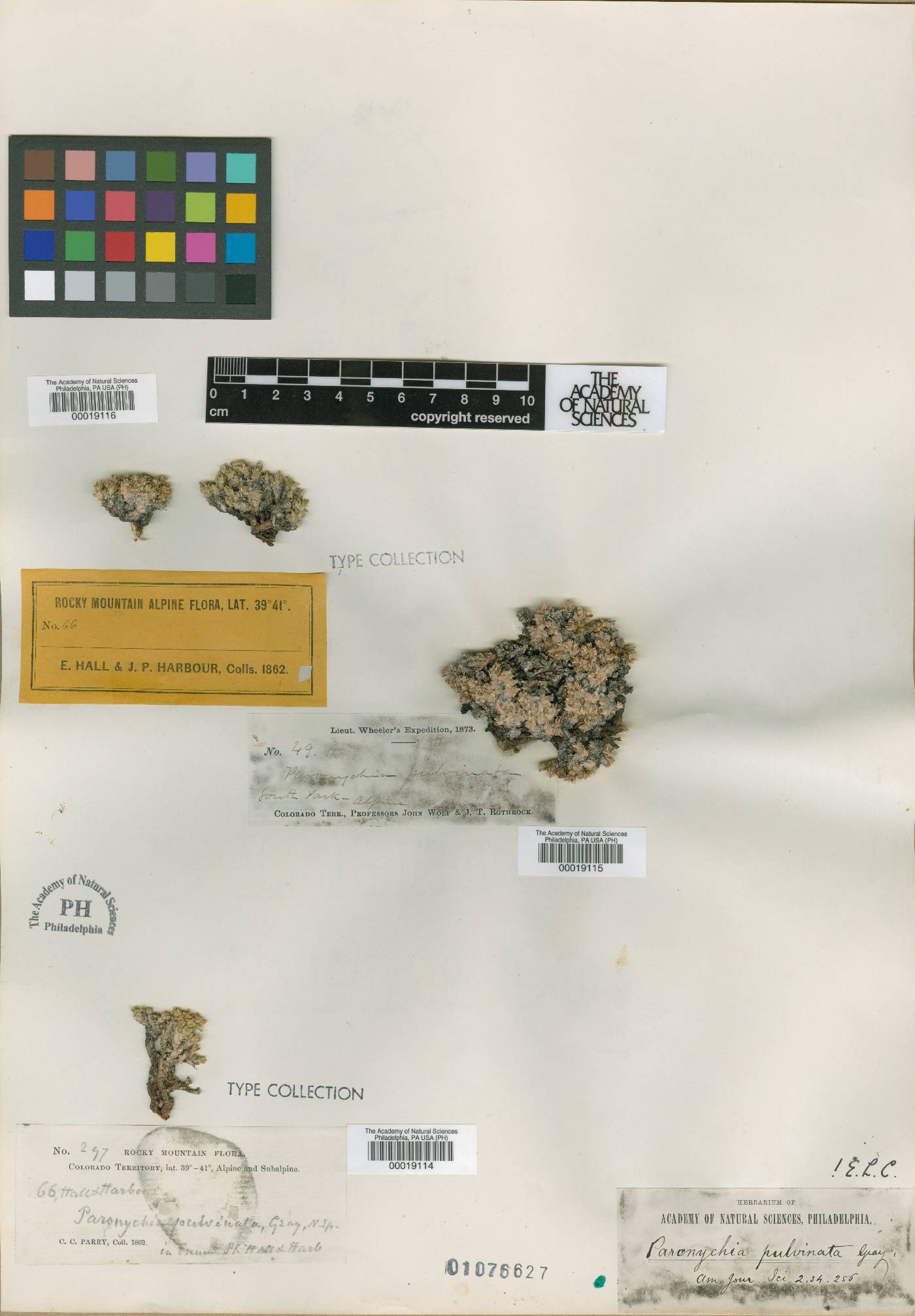 Paronychia pulvinata image