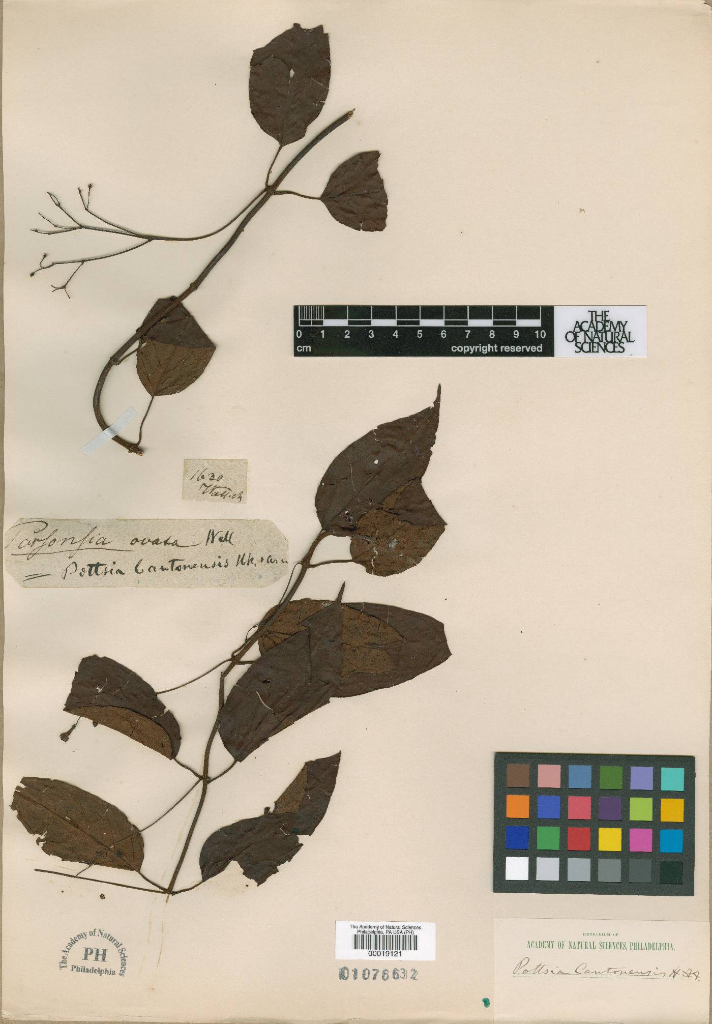 Pottsia laxiflora image