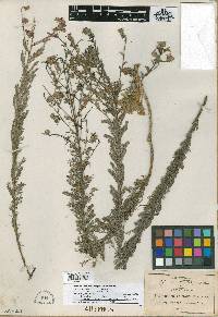 Dalea abietifolia image