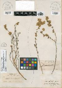 Dalea lasiostachya image