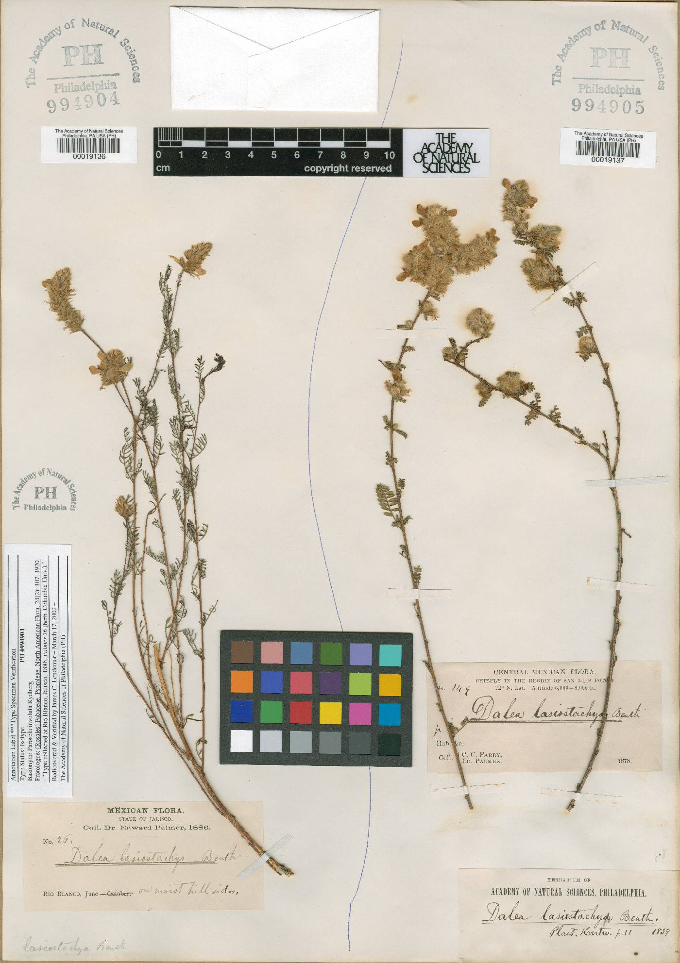 Dalea lasiostachya image