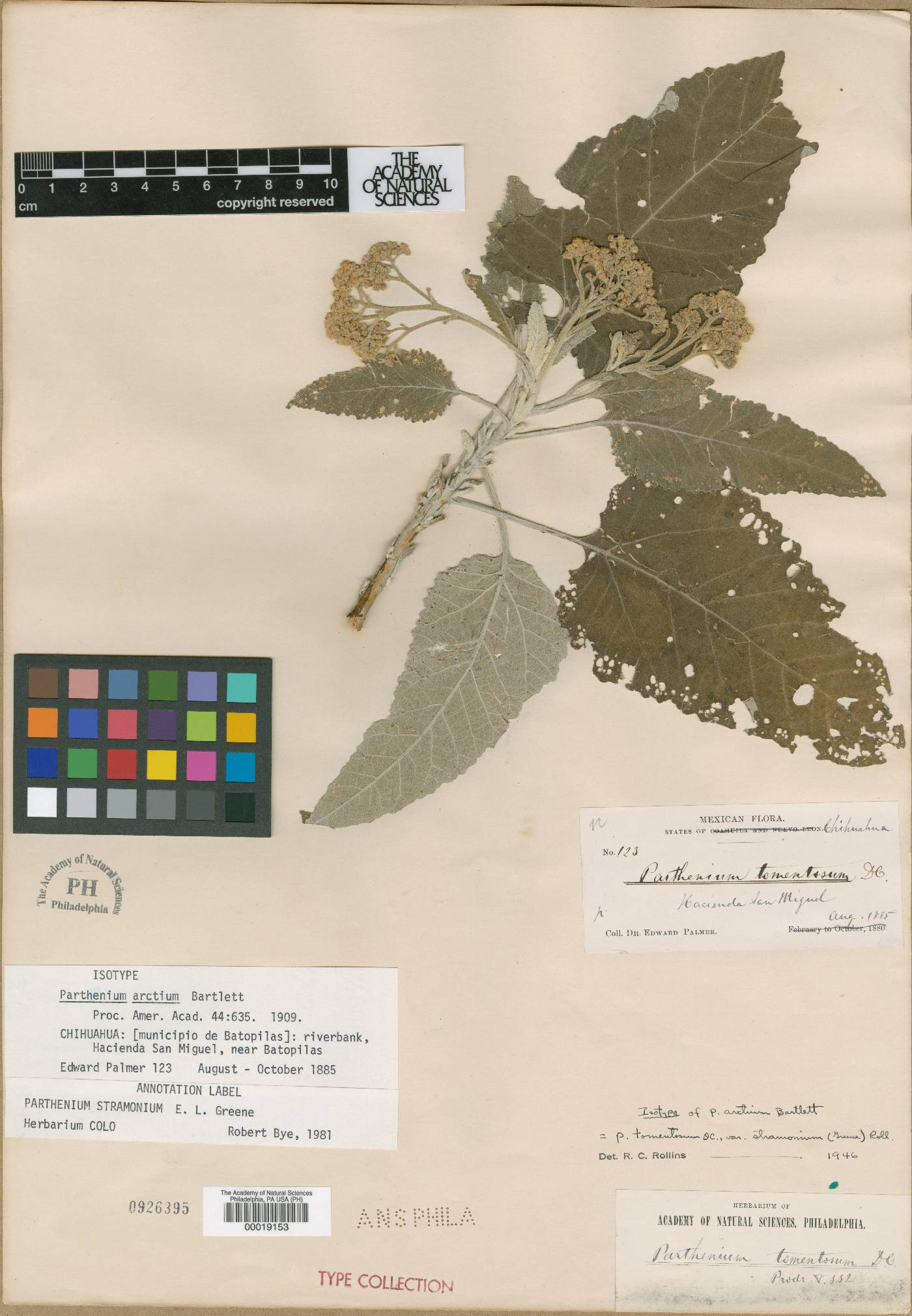 Parthenium arctium image